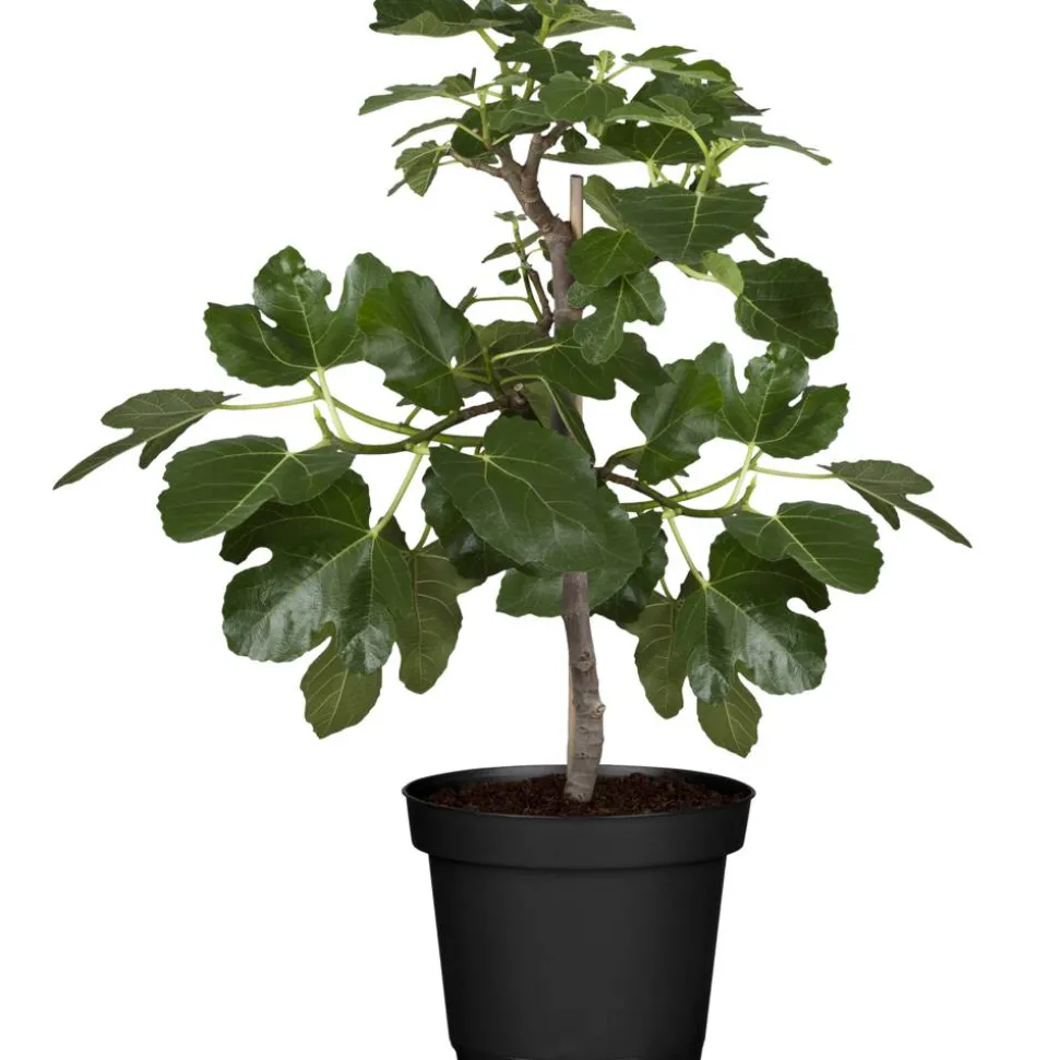 Naturtalent by toom® Bio Feige 'Perretta®' 19 cm Topf