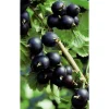 Naturtalent by toom® Bio Jostabeere, Halbstamm 19 cm Topf