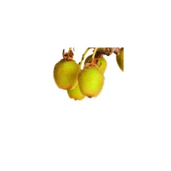 Naturtalent by toom® Bio Kiwi 'Jenny', Busch 19 cm Topf