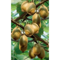 Naturtalent by toom® Bio Kiwi 'Jenny', Busch 19 cm Topf