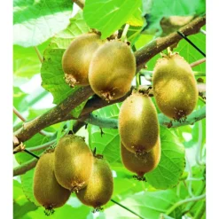 Naturtalent by toom® Bio Kiwi f/m, Busch 19 cm Topf