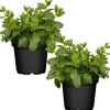 Naturtalent by toom® Bio Marokkanische Minze 12 cm Topf, 2er-Set