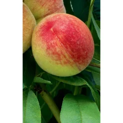Naturtalent by toom® Bio Pfirsich 'Amsden', Busch 25 cm Topf
