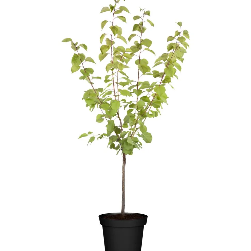 Naturtalent by toom® Bio-Aprikosenbusch 'Ungarische Beste' 25 cm Topf