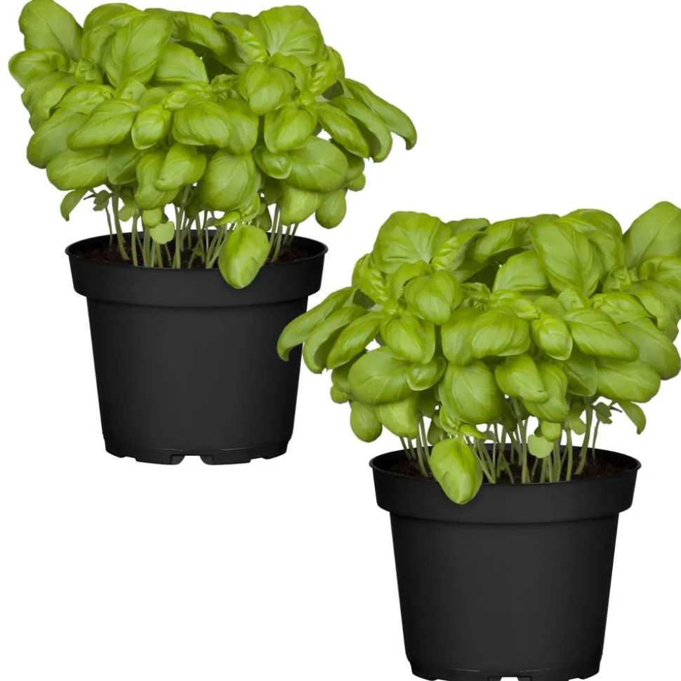Naturtalent by toom® Bio-Basilikum 12 cm Topf, 2er-Set