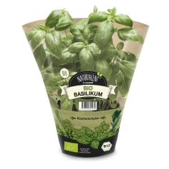 Naturtalent by toom® Bio-Basilikum 12 cm Topf, 2er-Set