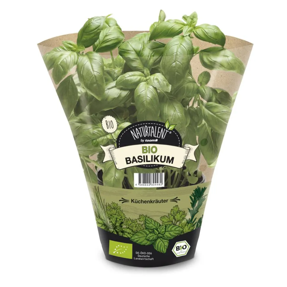 Naturtalent by toom® Bio-Basilikum 12 cm Topf, 2er-Set