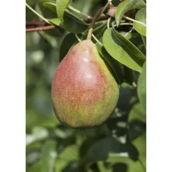 Naturtalent by toom® Bio-Birnenbusch 'Clapps Liebling' 26 cm Topf