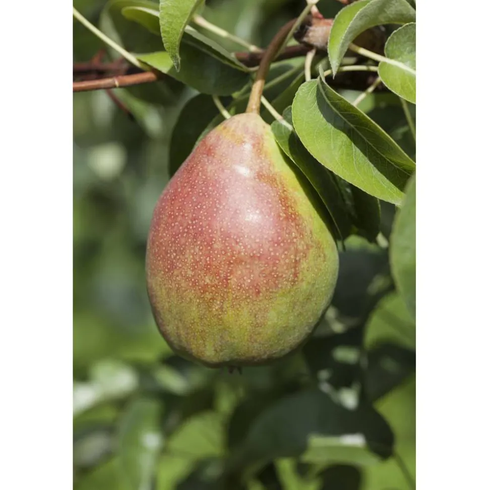 Naturtalent by toom® Bio-Birnenbusch 'Clapps Liebling' 26 cm Topf