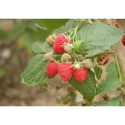 Naturtalent by toom® Bio-Himbeere 'Willamette' 14 cm Topf
