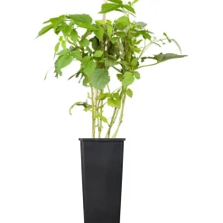 Naturtalent by toom® Bio-Himbeere 'Willamette' 14 cm Topf