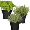 Naturtalent by toom® Bio-Kräuter 'Pizza & Pasta' 12 cm Topf, 3er-Set