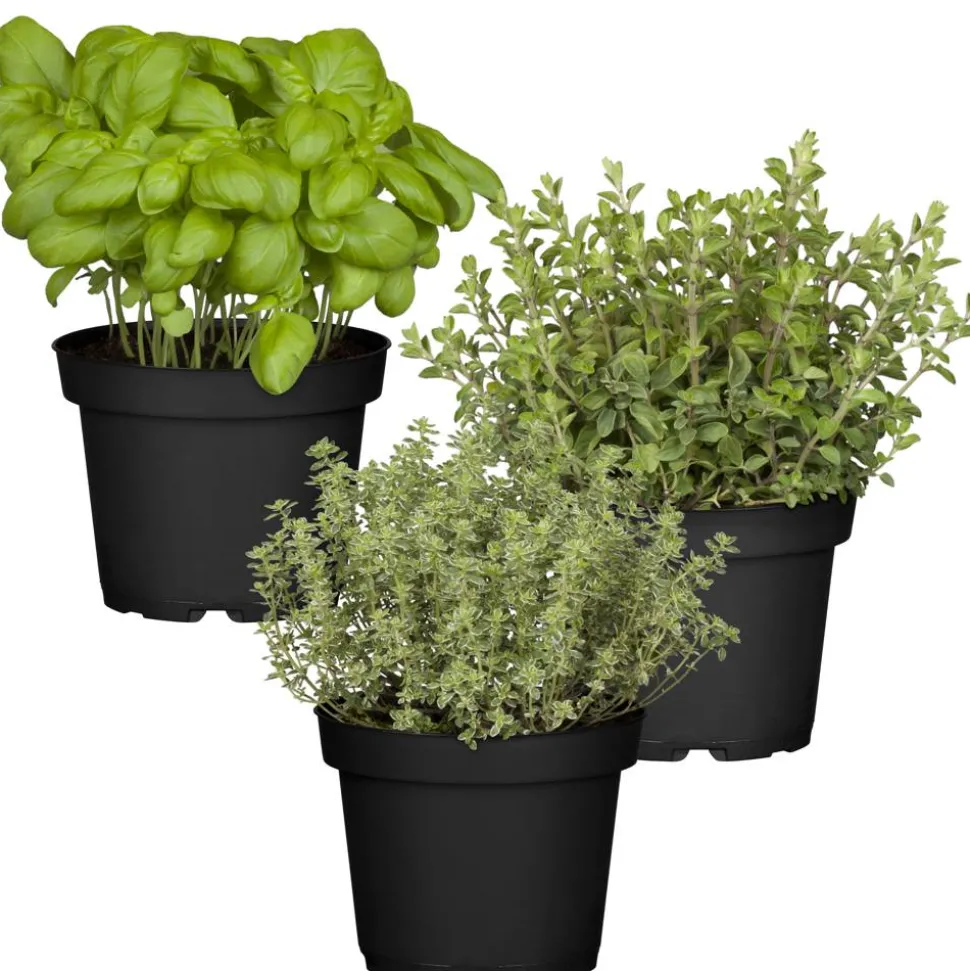 Naturtalent by toom® Bio-Kräuter 'Pizza & Pasta' 12 cm Topf, 3er-Set