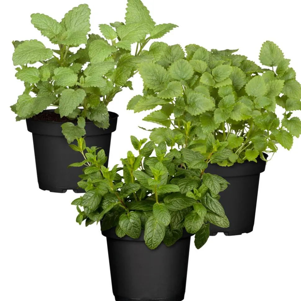 Naturtalent by toom® Bio-Käruter 'Infused Water' 12 cm Topf, 3er-Set