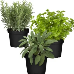Naturtalent by toom® Bio-Kräuter 'Barbecue' 12 cm Topf, 3er-Set