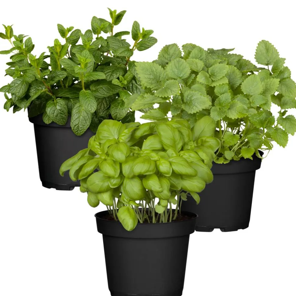 Naturtalent by toom® Bio-Kräuter 'Cocktail' 12 cm Topf, 3er-Set