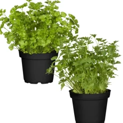 Naturtalent by toom® Bio-Petersilie glatt & kraus 12 cm Topf, 2er-Set