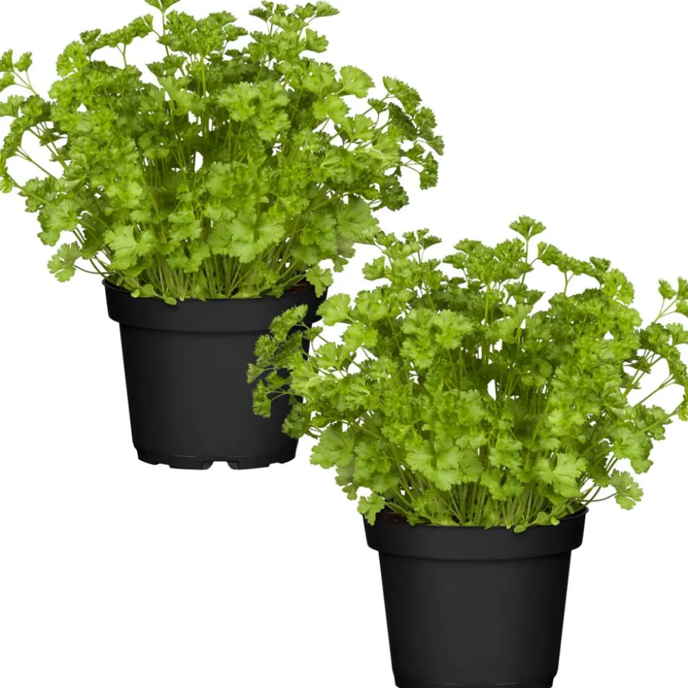 Naturtalent by toom® Bio-Petersilie kraus 12 cm Topf, 2er-Set
