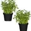 Naturtalent by toom® Bio-Petersilie glatt 12 cm Topf, 2er-Set