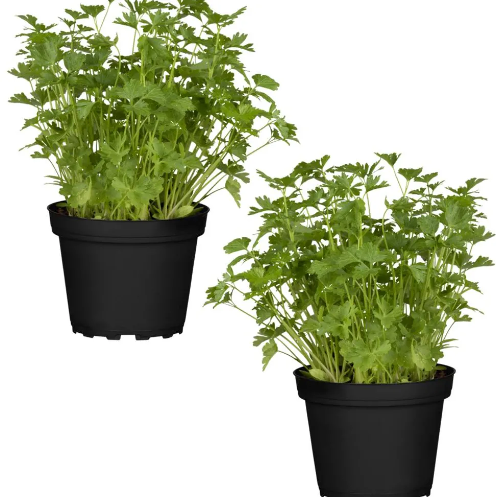 Naturtalent by toom® Bio-Petersilie glatt 12 cm Topf, 2er-Set