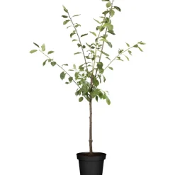 Naturtalent by toom® Bio-Pflaumenbusch 'Königin Victoria' 25 cm Topf