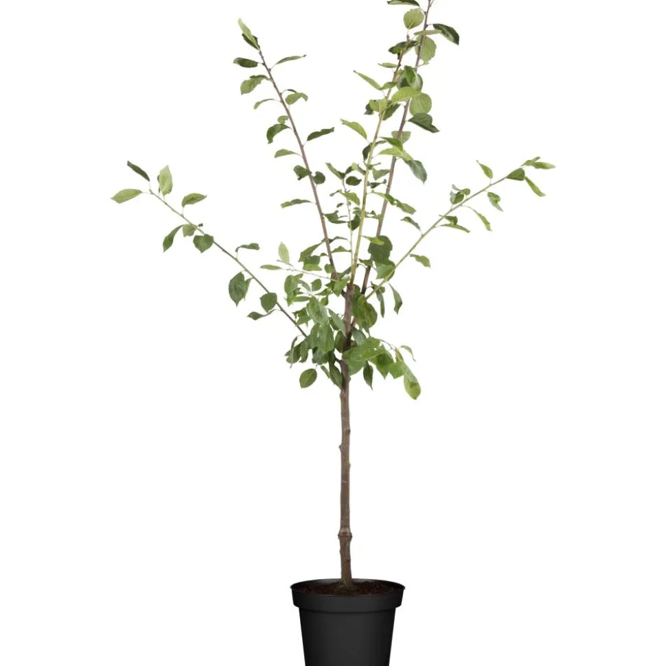 Naturtalent by toom® Bio-Pflaumenbusch 'Königin Victoria' 25 cm Topf