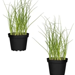 Naturtalent by toom® Bio-Schnittlauch 12 cm Topf, 2er-Set