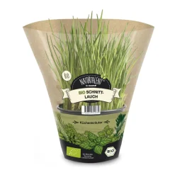 Naturtalent by toom® Bio-Schnittlauch 12 cm Topf, 2er-Set