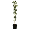 Naturtalent by toom® Bio-Säulenapfel 'Aroma Spur®' 25 cm Topf