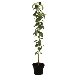 Naturtalent by toom® Bio-Säulenapfel 'Aroma Spur®' 25 cm Topf
