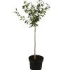 Naturtalent by toom® Bio-Terrassen-Obststämmchen 23 cm Topf
