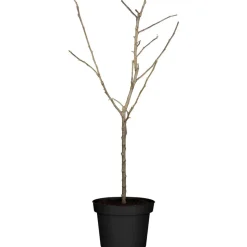 Naturtalent by toom® Bio-Terrassen-Obststämmchen 23 cm Topf