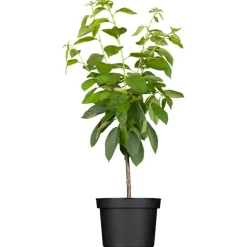 Naturtalent by toom® Bio-Terrassen-Obststämmchen 23 cm Topf