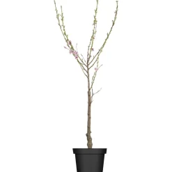 Naturtalent by toom® Bio-Tellerpfirsich 25 cm Topf