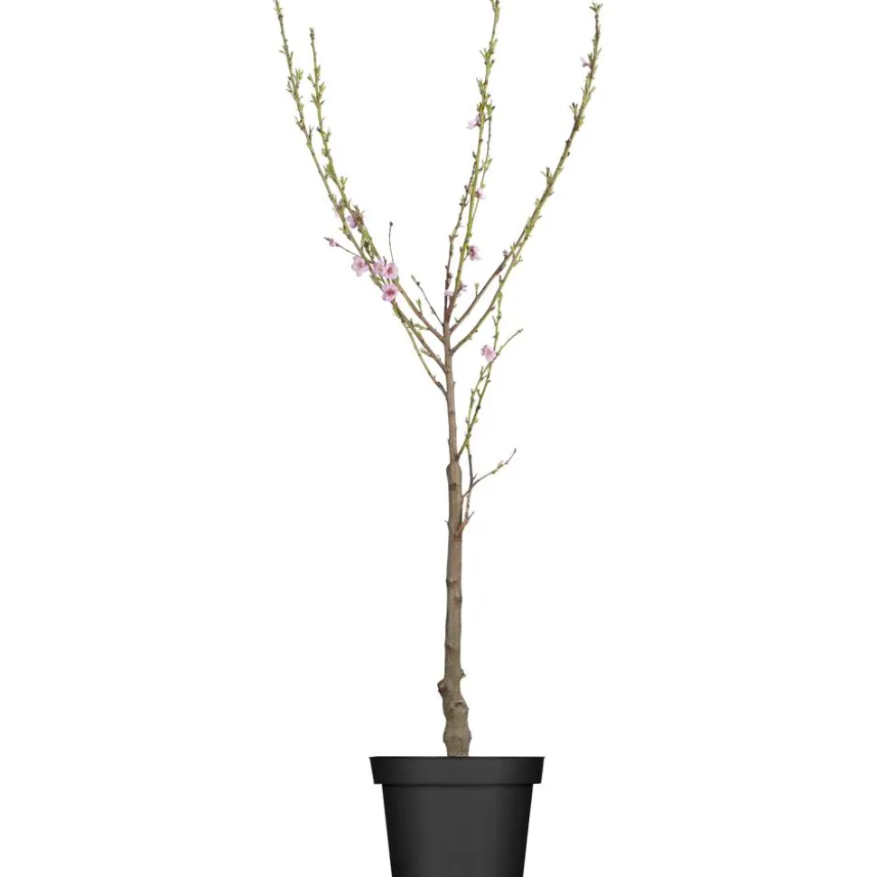 Naturtalent by toom® Bio-Tellerpfirsich 25 cm Topf