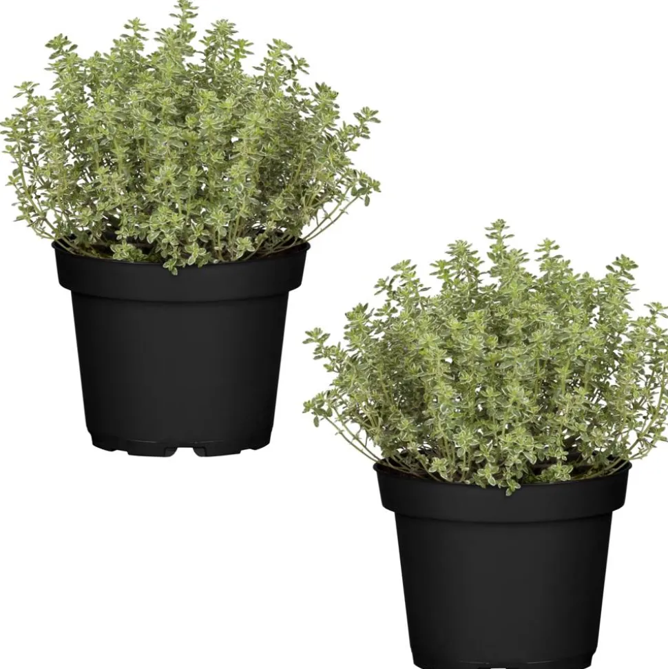 Naturtalent by toom® Bio-Thymian 12 cm Topf, 2er-Set