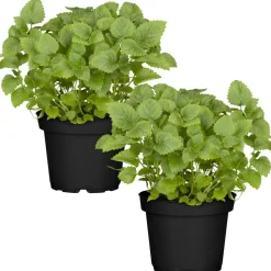 Naturtalent by toom® Bio-Zitronenmelisse 12 cm Topf, 2er-Set