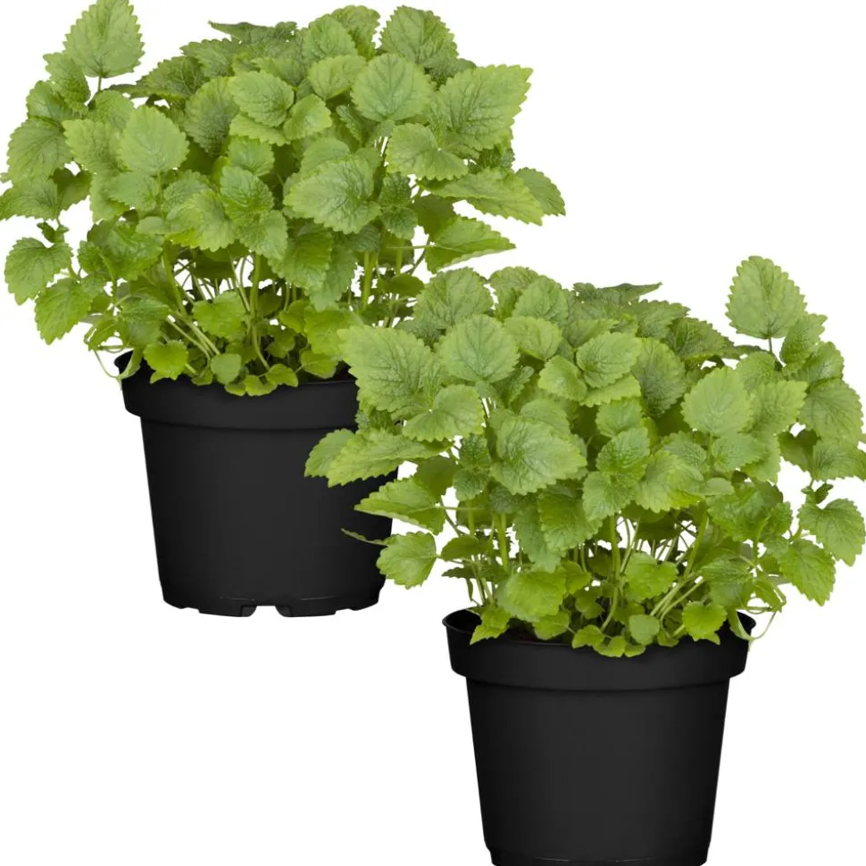 Naturtalent by toom® Bio-Zitronenmelisse 12 cm Topf, 2er-Set