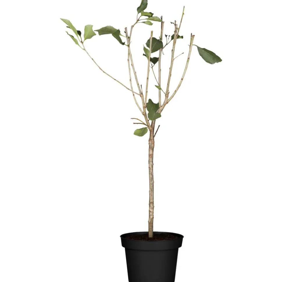 Naturtalent by toom® Bio-Zwerg-Sauerkirsche 'Griotella' 23 cm Topf