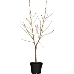 Naturtalent by toom® Bio-Zwerg-Pfirisch 25 cm Topf