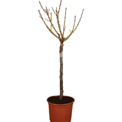 Naturtalent by toom® Bio-Zwerg-Nektarine 'Zwergenstar' 23 cm Topf