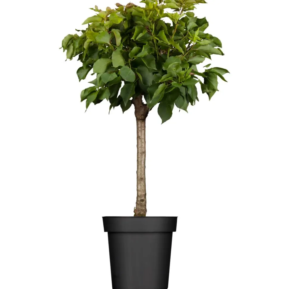 Naturtalent by toom® Bio-Zwergaprikose 23 cm Topf