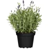 Nützlingsfreundliche Stauden blaublühende Sorten 11 cm Topf