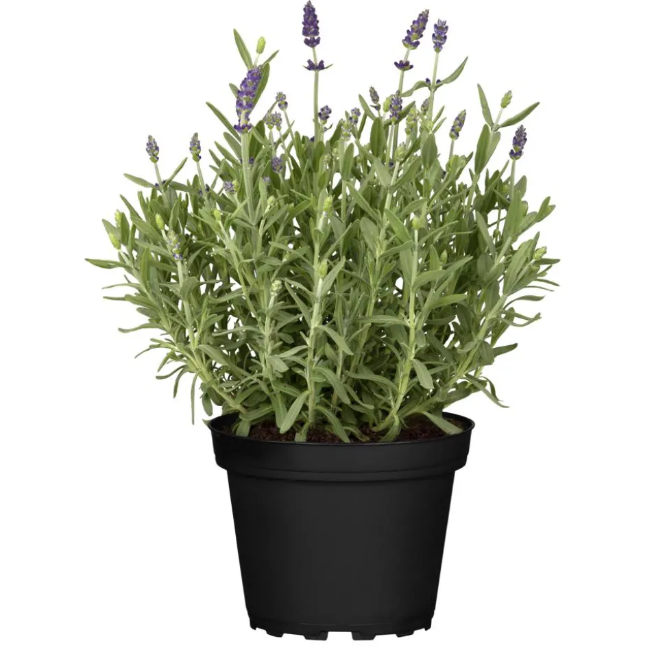 Nützlingsfreundliche Stauden blaublühende Sorten 11 cm Topf