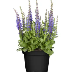 Nützlingsfreundliche Stauden blaublühende Sorten 11 cm Topf