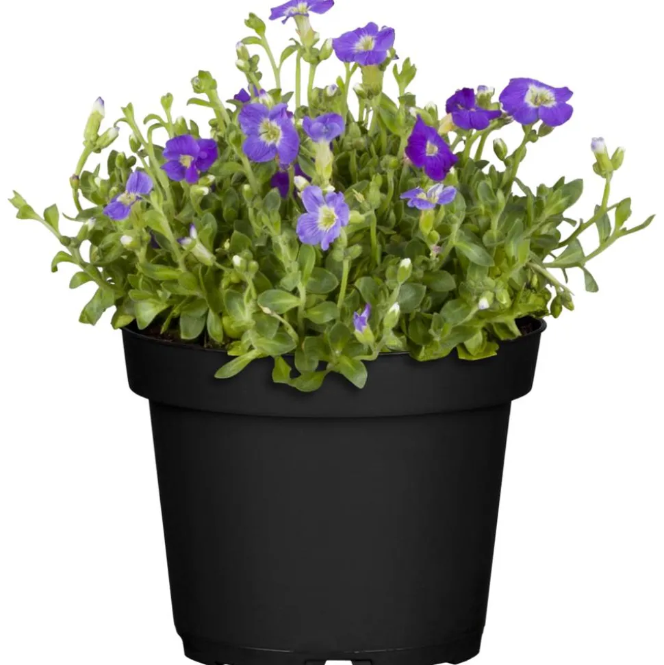 Nützlingsfreundliche Stauden blaublühende Sorten 11 cm Topf