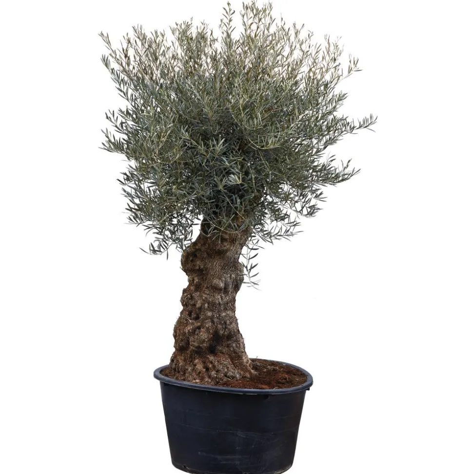 Olive, alter Stamm, 180-200 cm, 85 cm Topf