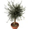 Olivenbaum 'Tosca' 160 cm, 49 cm Topf
