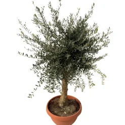 Olivenbaum 'Tosca' 160 cm, 49 cm Topf