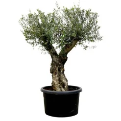 Oliven-Stamm 10 Jahre 180 cm 50 cm Topf